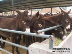 如何在南方农村地区出售牲畜？如何避免被畜牧