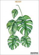 有趣的植物故事：龟背竹被一个洞所覆盖，这被