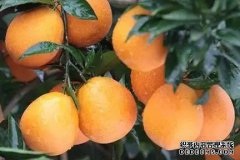 在通贝（Tonbay）北部，30,000英亩的梨和橙子被征