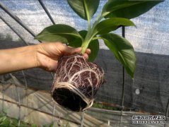 什么是适合椰子土的植物？