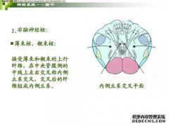 它们属于非脑核：（）A.可疑核B.分离核C.上核D