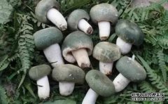 不要吃这三种有毒细菌！