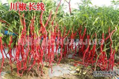四川辣椒和四川辣椒的区别
