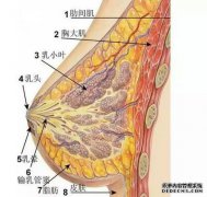 乳房腺瘤