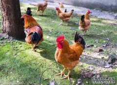 兔子育种中通常使用哪种饲料添加剂？