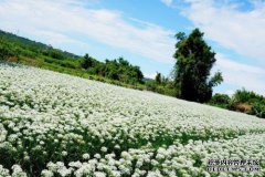 如何种花
