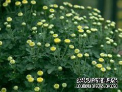 [杭州菊花展时间]杭州植物园菊花展地址