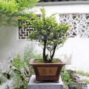 一位年老的农民说：“东部不种，西方不种桃子